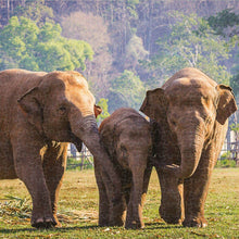 Sestavljanka Puzzle Colorbaby Elephant 500 Kosi 6 kosov 61 x 46 x 0,1 cm - Shopper.si